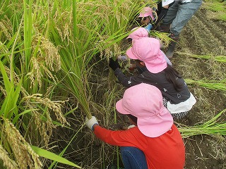 幼稚園教育活動推進事業費