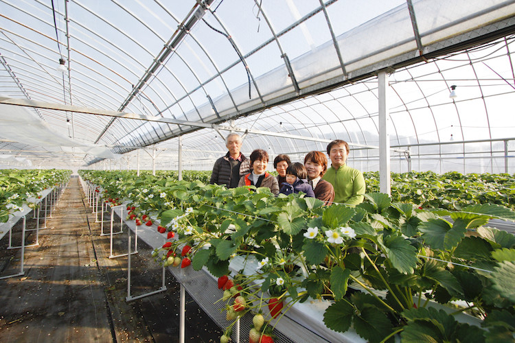 勝占いちご（さちのか又はゆめのか）