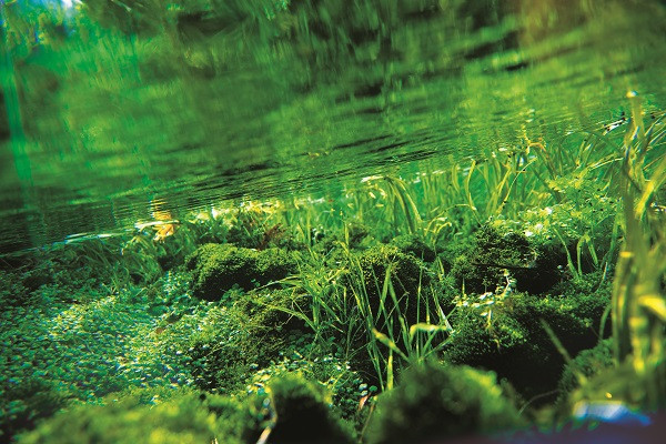 ミネラル豊富な唯一無二の天然水