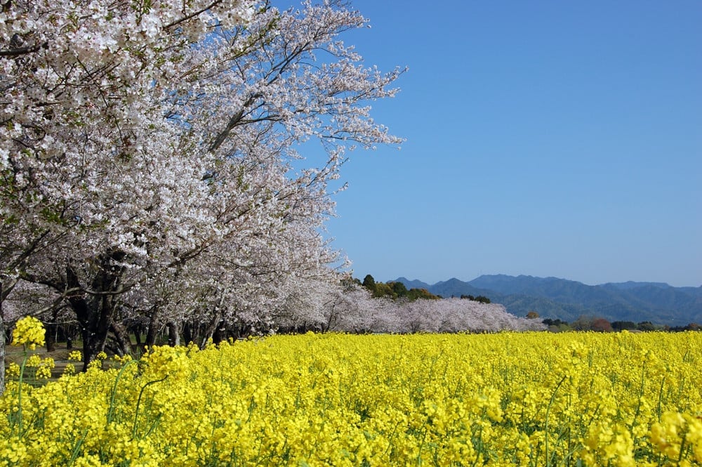 宮崎県西都市について