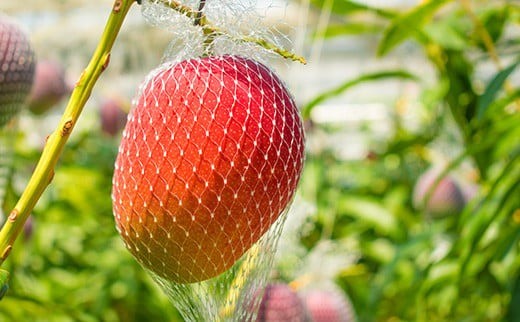 ★他県とは一味違う収穫方法