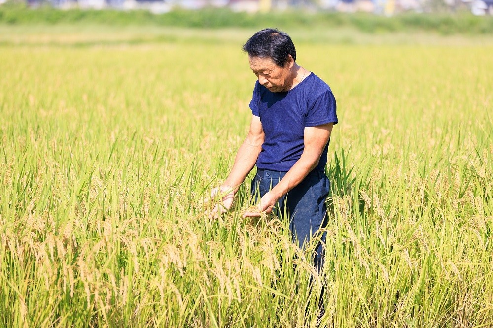 糸魚川のお米がおいしい理由