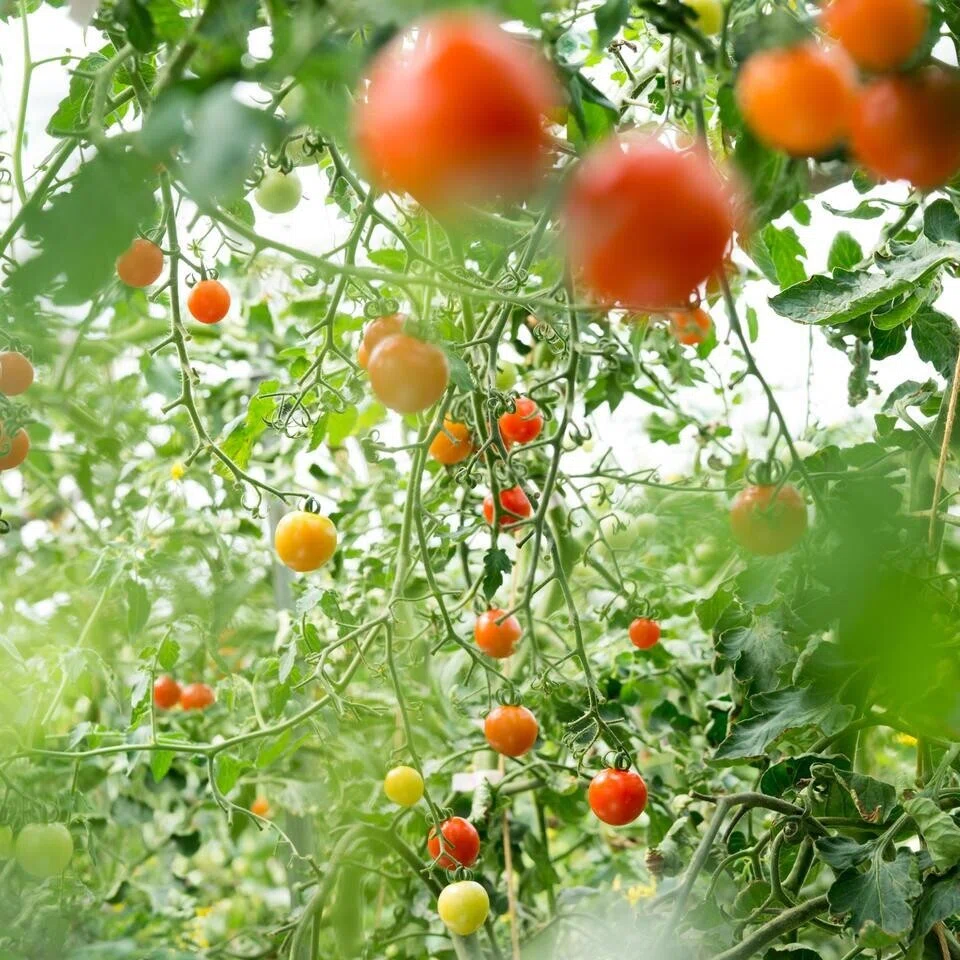 ストリームファームがミニトマトジュースを作る理由