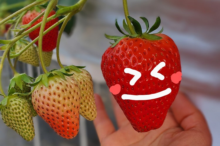 徳島市で楽しめる観光農園（ベリーポップスズ・かおりの・紅ほっぺ・よつぼし)