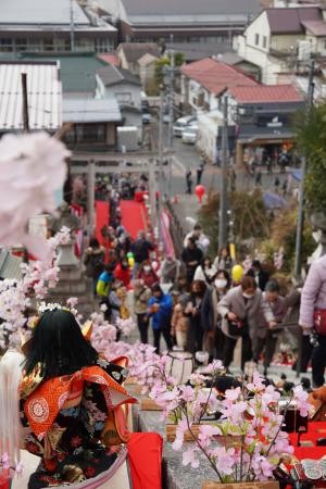 100段の石段を埋め尽くす約1,000体のひな人形は、まさに一日限りの絶景。