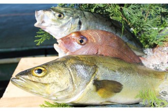延岡どれ！鮮度抜群！海産物特集