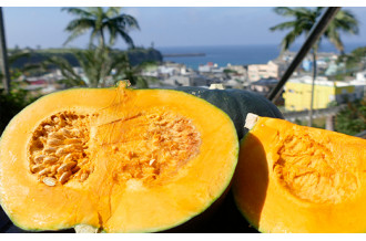 限定20個徳之島産かぼちゃ５ｋｇ　2月下旬までの受付です！