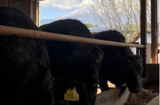 【富士山黒牛】赤身の旨みがクセになる 富士山麓で育つブランド牛