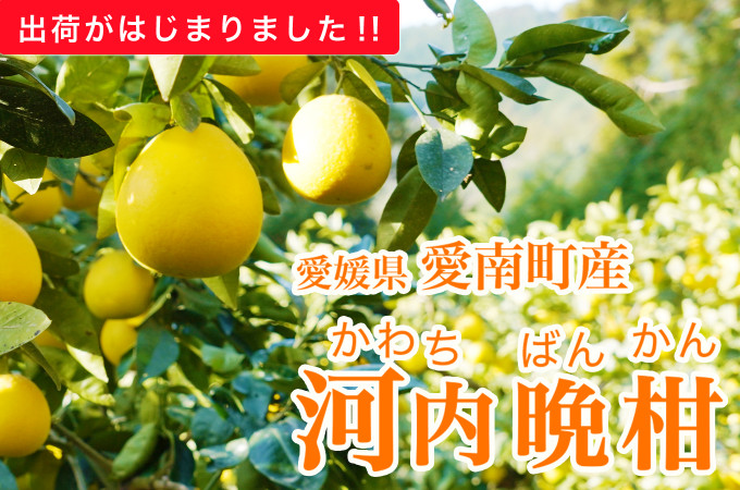 自治体をさがす 愛媛県 ふるさと納税 ふるさとチョイス 自治体をさがす 愛媛県 ふるさと納税 ふるさとチョイス
