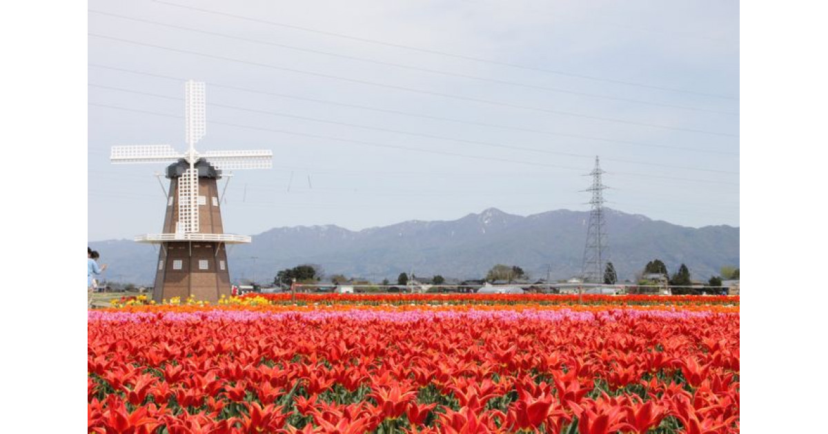 新潟県五泉市の花のまち「五泉市」 春を彩る花の球根・苗木 特集