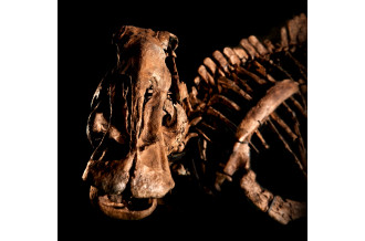 国内最大級の全身骨格化石が発掘された｢むかわ竜｣ことカムイサウルスジャポニクスは、まちの復興のシンボルであり希望です。
