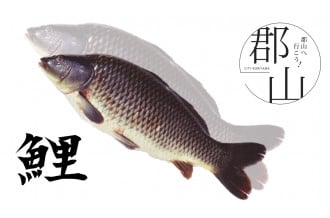 こおりやまの鯉