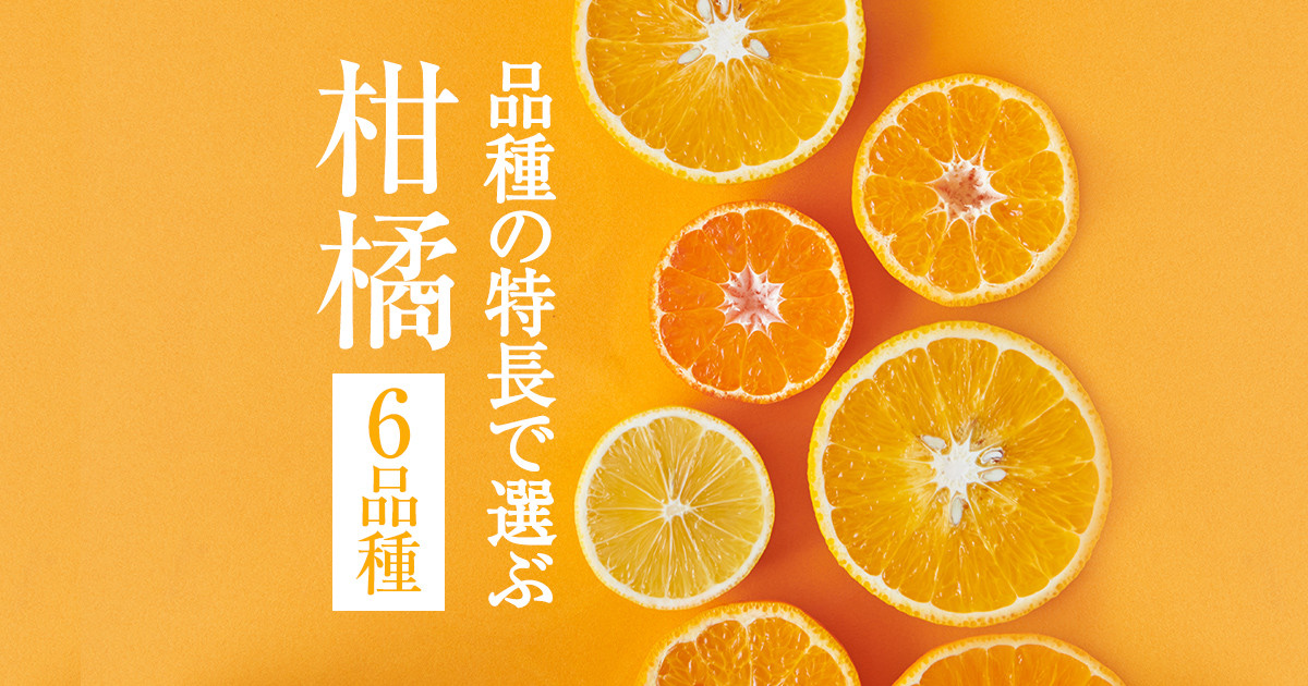 ふるさと納税で人気のみかん。文旦・せとか・デコポンなど｜ふるさと