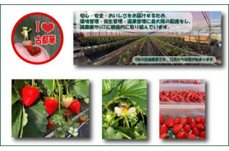 奈良県のブランドいちごとして有名な「古都華」のご紹介です
