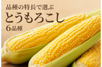品種の特長で選ぶ とうもろこし6品種