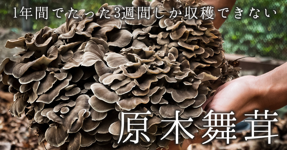 天然舞茸3.7キロ【山梨県産】