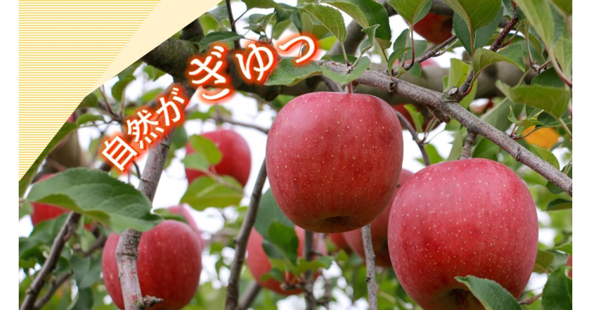 秋田県 横手市産 三島ふじ りんご40個 2025年1月下旬以降順次発送》《数量限定》横手市産りんごづくし