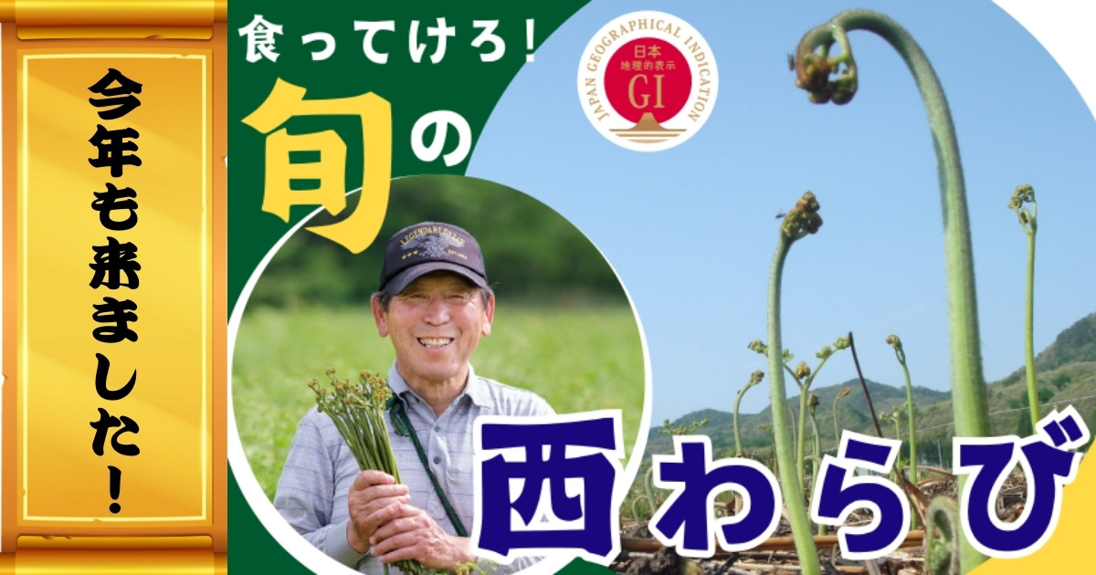 岩手雫石町産 天然 無農薬 里山わらび 5kg 野菜