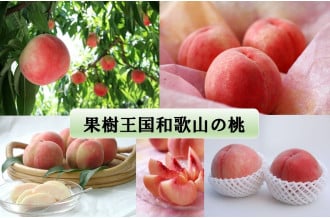 果樹王国和歌山の桃