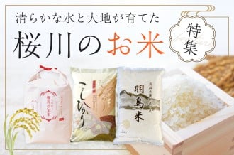 清らかな水と大地が育てた桜川のお米特集です
