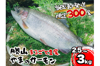 勝山 やまのサーモン 丸ごと 1尾