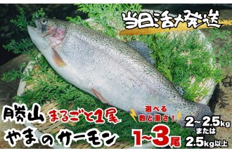 勝山 やまのサーモン 丸ごと 1尾
