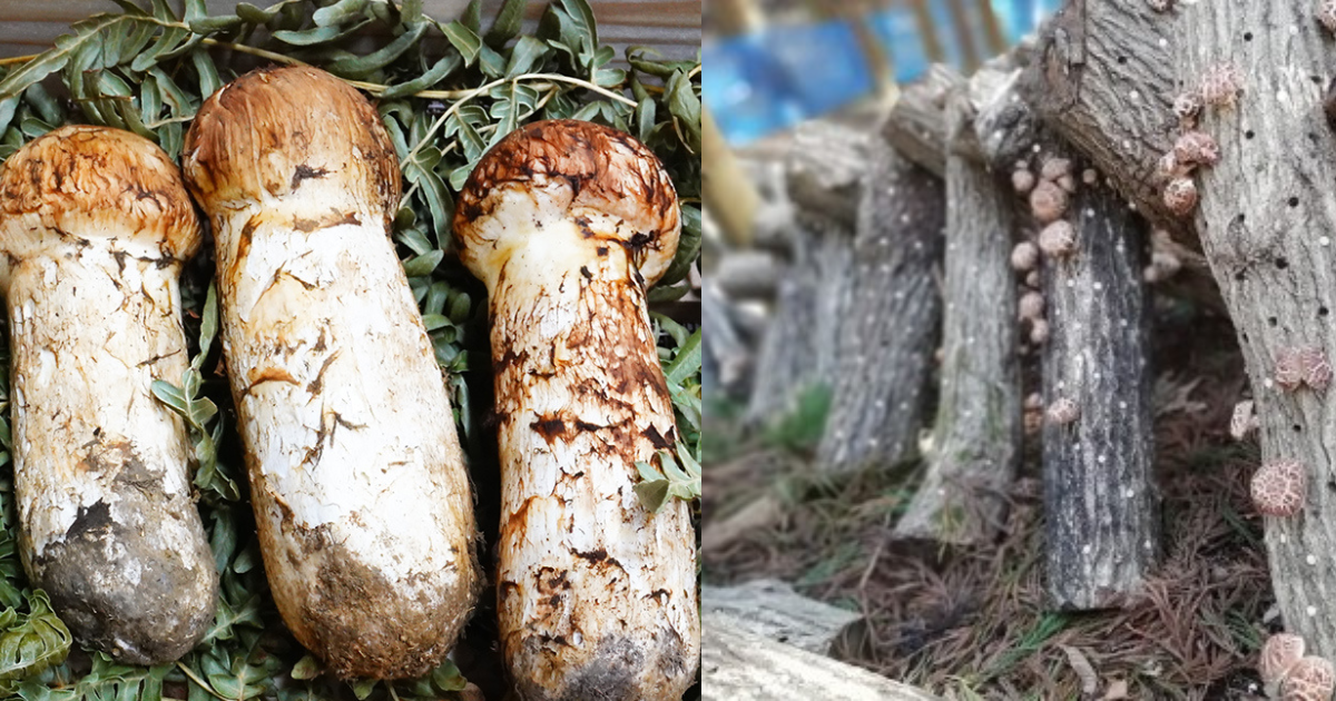 【国産岩手県山田町産 高級松茸】580g 送料込★ 国産岩手県山田町産 高級松茸】580g 送料込☆