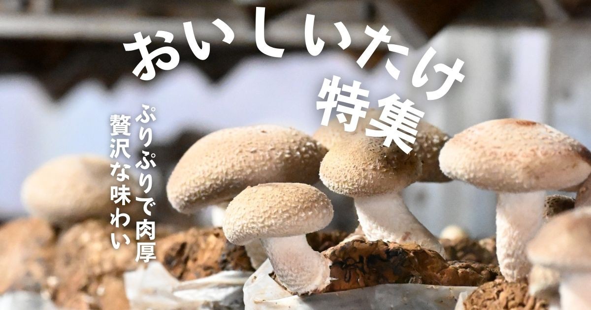 北海道奈井江町の就労支援センターすまっしゅの『しいたけ』の魅力
