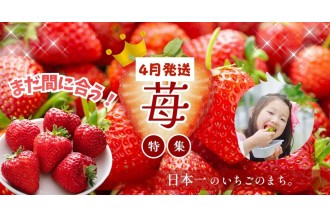4月発送いちご特集