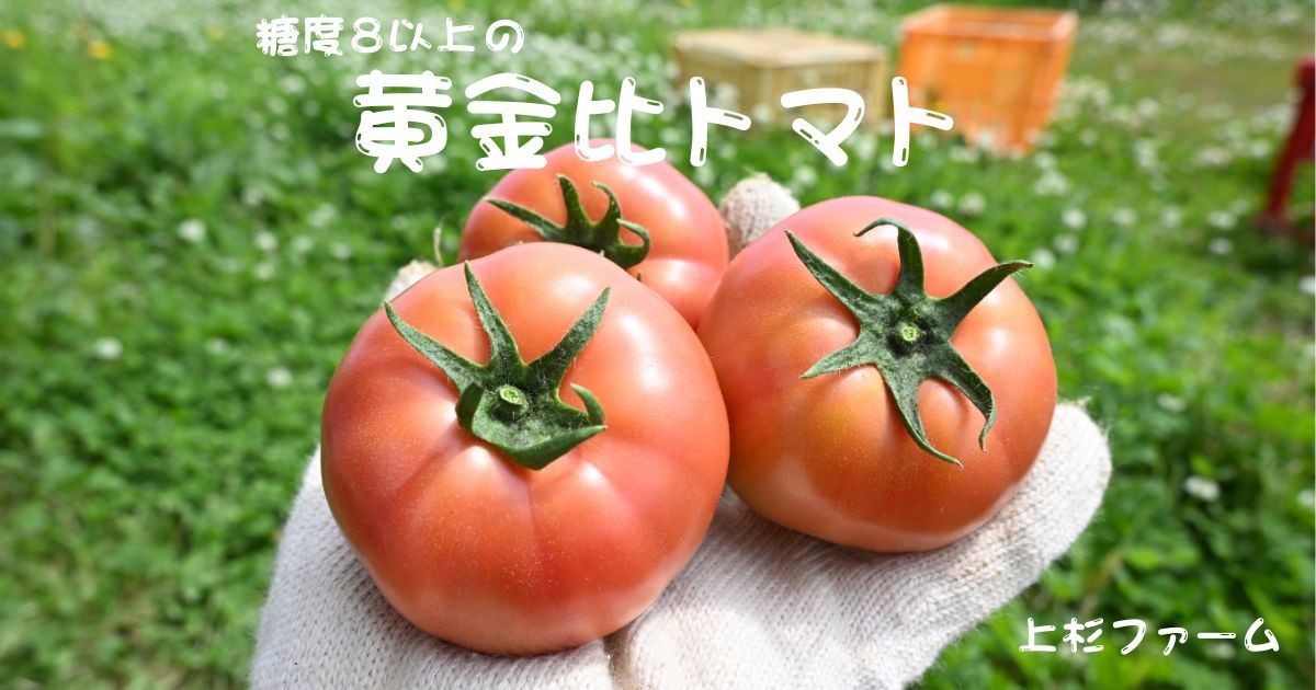 トマト 北海道奈井江町の一度食べたら虜になる！上杉ファームが厳しくも愛
