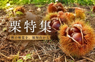 秋の味覚を福知山から！栗特集