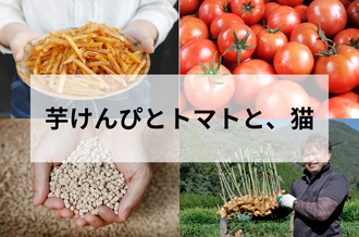 ＼9月末まで／ 今、日高村がおすすめするお礼の品　村の特産である芋けんぴとトマトと猫砂と生姜の写真