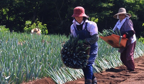 夏にねぎを植え替えることで『ねぎが生まれ変わる』