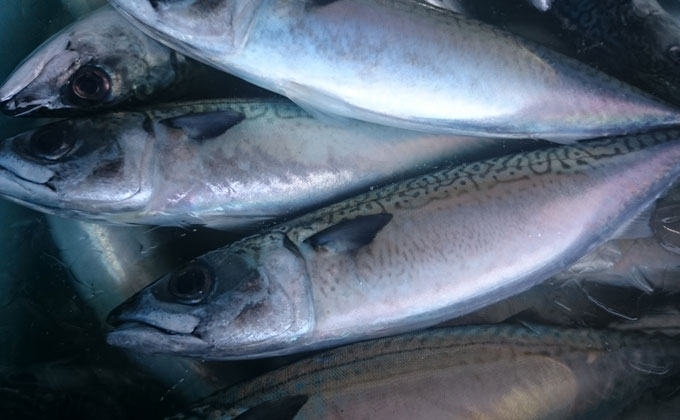 黒潮が育んだ、とれたて鮮魚をお届けします!!