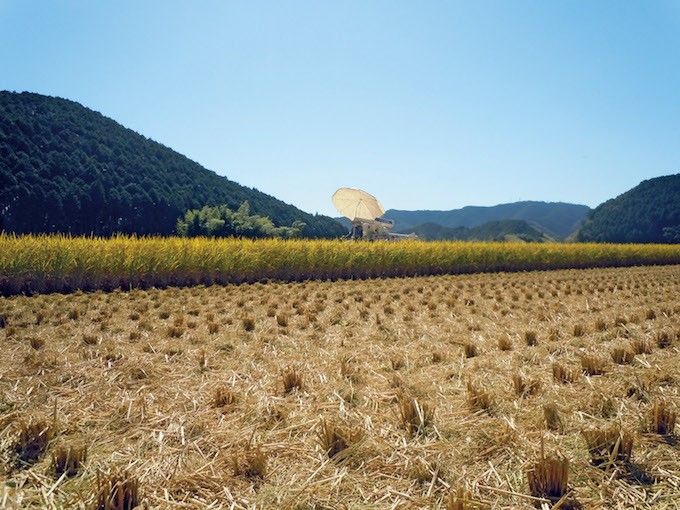 「仁井田米」の稲刈り風景