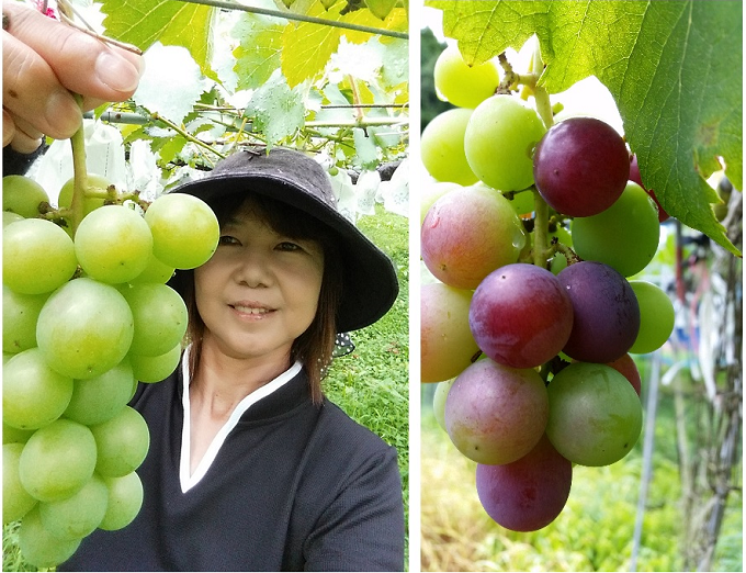 生産者の山口さんとこれから旬を迎える巨峰