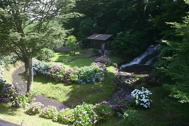 くろいわ産直の向かいで流れる「お滝さん」と紫陽花