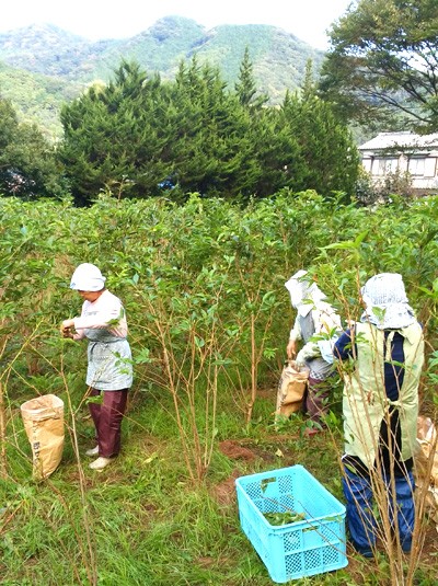 原料の桜葉は、大島桜を畑で栽培し一枚々丁寧に手摘みで収穫しています。