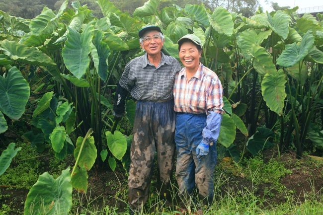 研究熱心な傳治さんの二子さといもは、今年も上出来ですよ!ぜひどうぞ!
