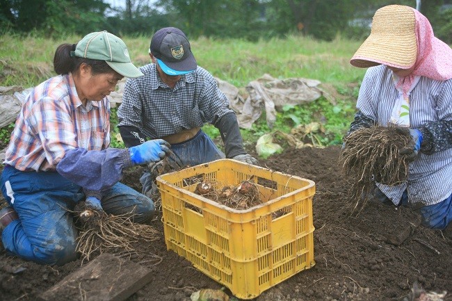 傳治さんの畑は一株にできる子芋の数もサイズも大きいので作業も一苦労!