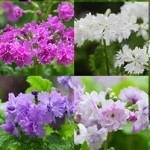 八重咲きサクラ草 3月下旬~4月下旬