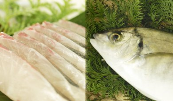 【幻の高級魚】縞鯵(シマアジ)お刺身セット