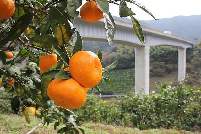 【A-050】金峰