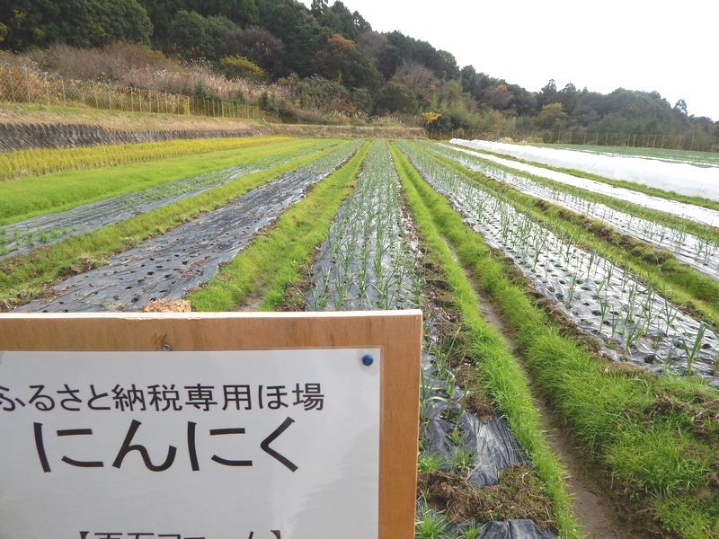 過去の生育状況