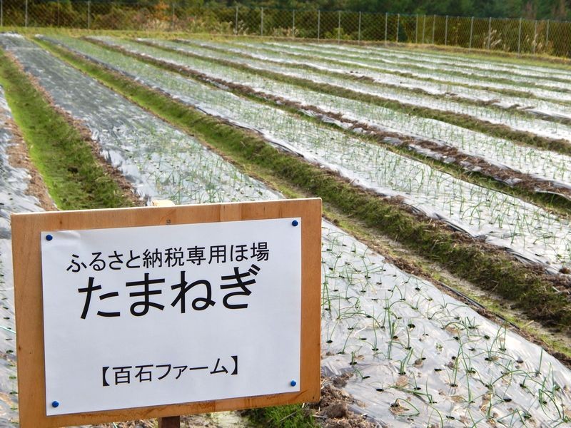 現在の生育状況