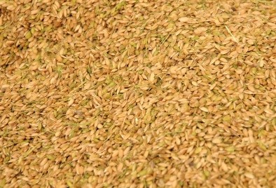 おいしいお米を長く楽しんでほしいから籾貯蔵