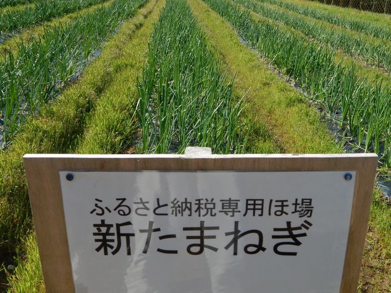 現在の生育状況(拡大)