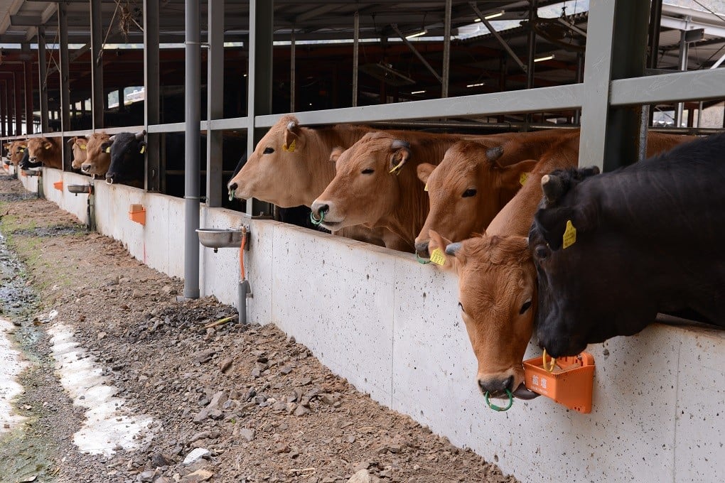 ビールミール入りのエサを食べた牛は胃腸の丈夫な健康牛に育ちます！