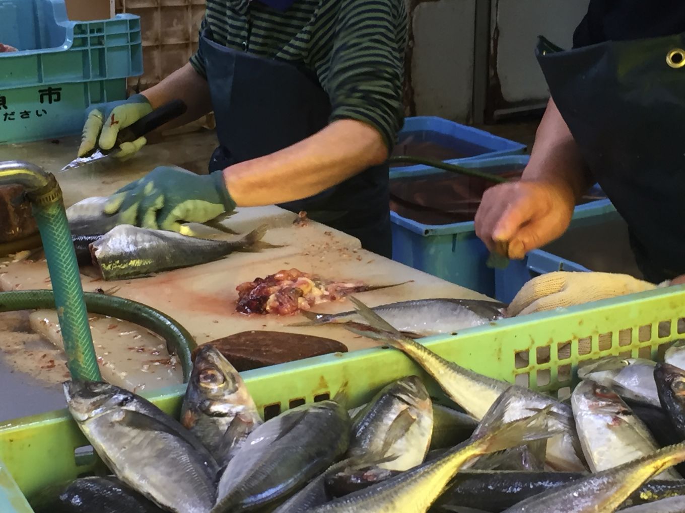 新鮮な魚を一つ一つ丁寧に手作業でさばいています!