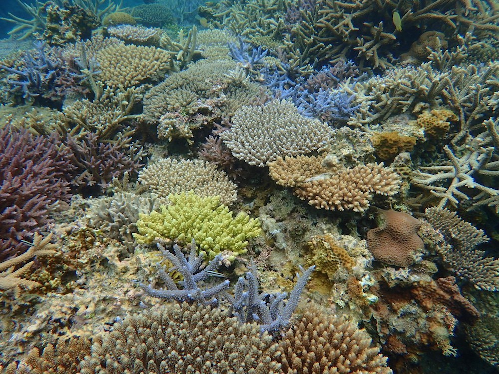 国直海岸の海では、美しいサンゴ礁を見ることができます